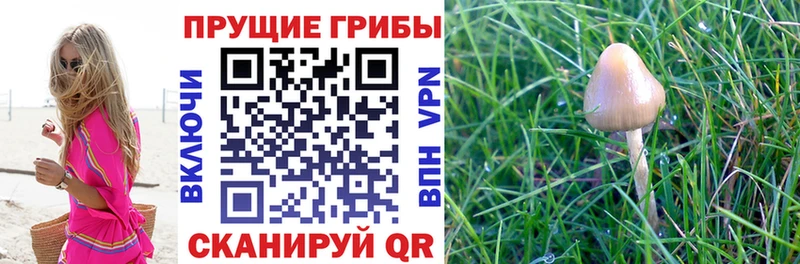 Галлюциногенные грибы мицелий OMG Хилок как найти закладки